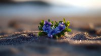 Delicate blue wildflowers growing through sandy soil at sunset, with soft bokeh background creating dreamy natural atmosphere. Macro nature photography shows resilient flora.