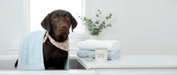 Chocolate Labrador retriever puppy wearing white towel in modern bathroom spa setting with toiletries and plants for pet grooming and wellness care.
