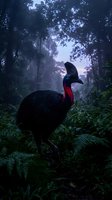 Southern cassowary bird with vibrant red neck standing in misty tropical rainforest at dawn with dramatic lighting and lush ferns creating moody atmosphere.
