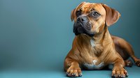 Attentive Rhodesian Ridgeback mix dog with bright blue eyes lying down against turquoise background, looking up with alert expression and distinctive facial features.