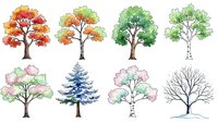 Watercolor tree collection showing seasonal changes from autumn to winter with various species including oak, birch, pine and cherry blossom on white background.