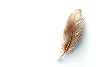 Delicate beige feather isolated on white background with soft shadow, suitable for design projects and creative layouts. Clean detailed macro photography.