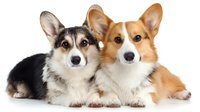Two Welsh Corgi Pembroke dogs lying together on white background, one tricolor and one red-white colored, showing friendly expressions and alert ears.