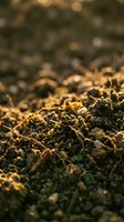 Macro close-up of rich, dark soil with organic matter and root systems visible. Shallow depth of field emphasizes texture for agriculture, gardening, and environmental content.