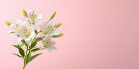 White lily flowers with buds and green leaves on soft pink background with copy space. Floral banner design for wedding, spring celebration or mothers day.