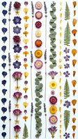 Pressed dried flowers and leaves arranged in vertical rows on white background. Botanical collection includes roses, lavender, eucalyptus, ferns and petals.