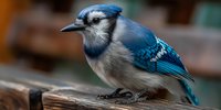 Blue jay bird perched on wooden fence rail with vibrant plumage and distinctive crest in natural outdoor setting for wildlife photography projects.