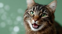 Expressive tabby cat with bright green eyes showing teeth against blurred green background, displaying playful aggressive behavior and feline emotions.