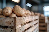 Fresh raw potatoes in rustic wooden crate at farmers market, selective focus on foreground tubers with blurred background creates depth and atmosphere.