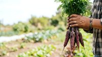 Farmer holding freshly harvested purple carrots in vegetable garden field, organic farming and sustainable agriculture concept for food production and harvest themes.