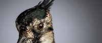 Crested tit bird portrait showing detailed feathers and distinctive head crest against neutral background for wildlife photography and nature projects.
