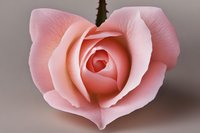 Delicate pink rose in full bloom showcases soft petals and heart-shaped form against neutral background, capturing romantic mood and natural floral beauty.