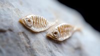 Ancient fossilized fish imprints on white limestone rock, showing detailed eye and skeletal structure preserved in beige tones against textured stone surface.