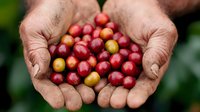 Fresh ripe coffee cherries held in weathered farmer hands against blurred green background, showing harvest of arabica beans at peak ripeness.