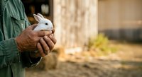 Farmer holding white rabbit in hands on rural farm with blurred barn background, suitable for agriculture and animal husbandry content.
