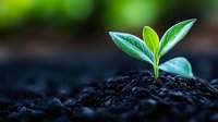 Young green seedling emerging from rich dark soil with fresh leaves in morning light, symbolizing growth, new beginnings, and environmental sustainability.