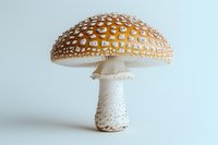 Detailed illustration of amanita muscaria mushroom with spotted orange cap and white stem on light background, suitable for nature and botanical designs.