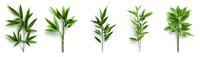 Fresh green bamboo leaves and stems collection isolated on white background for natural design elements and oriental decorative art.