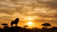 Lion silhouette standing on rocky outcrop against dramatic golden sunset sky with acacia trees in African savanna landscape for wildlife photography.