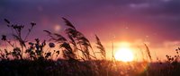 Tall grass silhouettes swaying in gentle breeze against vibrant purple and orange sunset sky with bright sun on horizon creating peaceful natural landscape scene.