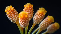 Orange and yellow mushroom-like structures with delicate pearl-like droplets arranged in geometric patterns against dark background, showcasing nature's intricate details in macro photography.
