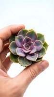 Hand holding a purple and green echeveria succulent rosette against a white background, showcasing its layered fleshy leaves and natural beauty.