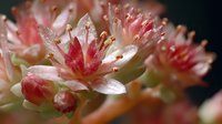 Delicate pink succulent flower with water droplets on petals, macro photography showing intricate stamen details against dark background.