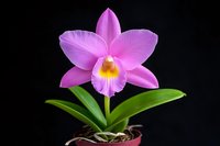 Pink Cattleya orchid bloom with vibrant yellow center against dark background, growing in clay pot with green leaves and exposed roots.