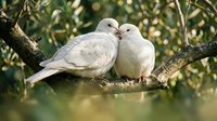 Two white doves sitting close together on tree branch in natural outdoor setting, symbolizing love, peace and romance in soft golden light.