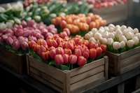 Fresh tulips in wooden crates at flower market display, featuring pink, orange, and white blooms with soft natural lighting and shallow depth of field.