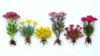 Collection of colorful flowering plants with exposed roots arranged in row on white background for botanical study and gardening design projects.