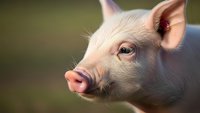 Adorable pink piglet with expressive eyes and perked ears in soft natural lighting, farm animal portrait for agricultural and livestock content.
