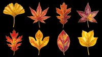 Autumn leaves in various shapes and colors isolated on transparent background, ready for t-shirt designs, clipart, stickers, sublimation, print-on-demand products and digital crafts.