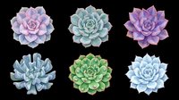 Six watercolor succulents in pastel tones, isolated on transparent background. Ready for stickers, t-shirt design, clipart, print on demand, and sublimation projects.