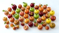 Assorted fresh apples in red, green, and yellow varieties arranged on white background, ready for culinary, nutritional, or agricultural design projects.