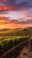 Vineyard landscape at sunset with dramatic orange and purple sky, rolling hills, grapevines on wooden posts, and rustic barn. Perfect for wine industry, agriculture, and travel marketing.