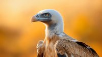 Majestic vulture portrait against golden sunset background, close-up view showing detailed feathers and distinctive beak. Wildlife photography concept.