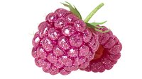 Fresh ripe raspberries with water droplets isolated on white background for healthy food design and culinary projects.