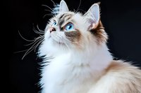 Ragdoll cat with striking blue eyes and cream point coloring against dark background, close-up portrait showing distinctive long fur and majestic profile.