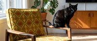 Black cat standing on mid-century modern wooden chair with yellow geometric patterned cushion in bright sunlit living room with potted plant and wooden furniture.