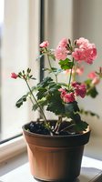 Pink geranium flowers blooming in terracotta pot on windowsill creating cozy indoor garden atmosphere for home decor and plant care concepts.