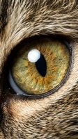 Close-up macro shot of cat eye with golden amber iris and detailed fur texture showing intricate patterns and natural feline anatomy for veterinary education.