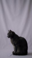 Gray tabby cat sitting in profile against soft purple draped fabric background in studio portrait setup for pet photography and animal themed designs.