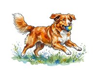 Brown and white dog with fluffy coat running through grass with blue toy in mouth. Isolated watercolor illustration on white background, ready for pet product design and merchandise.