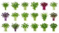 Fresh culinary herbs and microgreens collection isolated on white background, including parsley, dill, cilantro, basil and purple varieties for cooking and garnish.