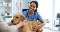 Young Hispanic female veterinarian in blue scrubs smiling while examining golden retriever dog in modern clinic examination room for pet healthcare.