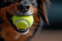 Close-up of Australian Shepherd dog holding yellow tennis ball in mouth against dark background, showing playful expression and nose detail.