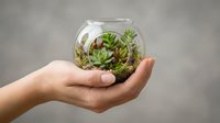 Caucasian hand holding glass terrarium globe with succulent plants and moss, symbolizing environmental care and sustainable living practices.