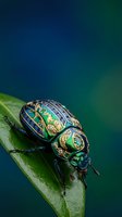 Metallic green and blue scarab beetle with ornate golden patterns resting on fresh leaf against blurred teal background for nature and insect photography.