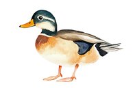 Watercolor mallard duck with detailed feathers and natural coloring, standing in profile view on white background, isolated artwork suitable for nature prints and decor.